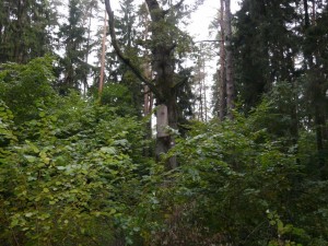 Podlaskie Dni Medycyny Pracy, Augustów 2013 r.