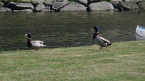 Konferencja „Ochrona zdrowia pracujących w Europie”, Gdynia-Karlskrona, 01-03.06.2016r.
